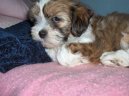 Psí plemena:  > Lhasa (Lhasa Apso)