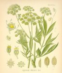 Pokojové rostliny:  > Libeček lékařský (Levisticum, officinale Koch)