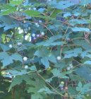 Pokojové rostliny: Popínavé rostliny > Loubinec (Ampelopsis)
