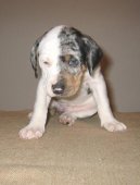 Psí plemena:  > Louisiana Catahoula (Národní plemeno státu Louisiana)