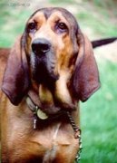 Psí plemena:  > Majestic Tree Hound