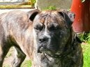 Psí plemena:  > Malorská doga (Perro de Presa Mallorquin)