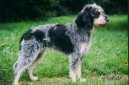 Psí plemena:  > Malý hrubosrstý modrý gaskoňský honič (Griffon bleu de Gascogne, Blue Gascony Griffon)