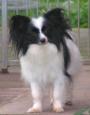 Psí plemena:  > Malý kontinentální Španěl (Continental Toy Spaniel / Epagneul nain Continental)