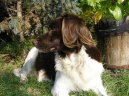 Psí plemena:  > Malý münsterlandský ohař (Kleiner Munsterlander Vorstehhund)