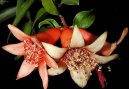 Pokojové rostliny: Rostliny s plody > Marhaník, granátovník obecný (Punica granatum)