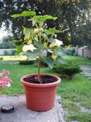 Pokojové rostliny:  > Mračňák, pokojový javor (Abutilon)