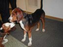 Psí plemena:  > Německý honič (Deutsche Bracke, German Hound)