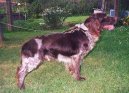 Psí plemena:  > Německý křepelák (German Spaniel, Deutscher Wachtelhund)
