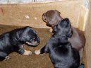 Psí plemena:  > Německý lovecký terier (Deutscher Jagdterrier)