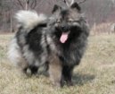 :  > Německý špic střední (Deutscher spitz - Mittelspitz, German Spitz – Medium size Spitz)