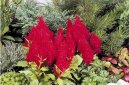 Pokojové rostliny:  > Nevadlec (Celosia)