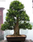 Pokojové rostliny:  > Nohoplod (Podocarpus, kamenný tis)