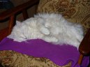 Kočky: Polo-dlouhosrsté > Norská lesní kočka (Norwegian Forest Cat)