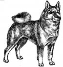 :  > Norský buhund (Norwegian Buhund)
