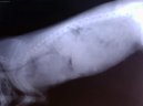 Psí plemena:  > Onkologie - Novotvary mléčné žlázy u fen (Veterinární zákroky)