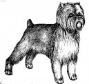 Psí plemena:  > Opičí pinč (Affenpinscher)