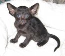 Kočky: Siamské a orientální > Orientální kratkosrstá kočka (Oriental Shorthair Cat)