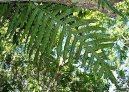 Pokojové rostliny:  > Osladič (Polypodium Aureum)