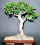 :  > Pokojový jasan (Fraxinus uhdeii)