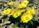 Pokojové rostliny: Skalničky > Pryskyřník (Ranunculus)