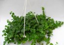 Pokojové rostliny:  > Fikus droboučký (Ficus pumila)