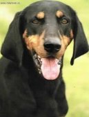 :  > Rakouský krátkosrstý honič (Austrian Black and Tan Hound)