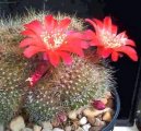 Pokojové rostliny:  > Rebutia miniscula