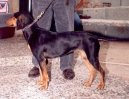 Psí plemena:  > Řecký honič (Hellinikos Ichnilatis, Hellenic Hound, Greek Harehound)