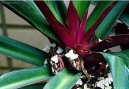 Pokojové rostliny:  > Reo mnohobarvé (Rhoeo spathacea)