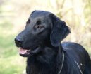 Psí plemena:  > Retrívři (Retriever)