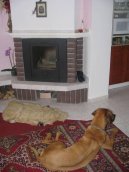 Rhodéský ridgeback, Rhodézský ridgeback