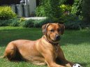 Psí plemena:  > Rhodéský ridgeback, Rhodézský ridgeback (Rhodesian Ridgeback)