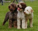Psí plemena:  > Romaňolský vodní pes (Romagna Water Dog / Lagotto Romagnolo)