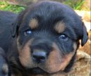 Psí plemena:  > Rotvajler (Rottweiler)
