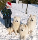 Psí plemena:  > Samojed (Samojedskaja Sobaka)
