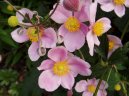 Pokojové rostliny:  > Sasanka (Anemone)