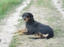 Psí plemena:  > Sedmihradský honič, Transylvánský honič (Erdelyi Kopo, Transylvanian Hound)