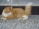 Kočky:  > Selkirk-rex (Selkirk Rex)