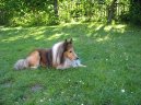 Psí plemena:  > Sheltie (Shetland Sheepdog)