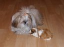 Psí plemena:  > Shi-tzu (Shih-Tzu)