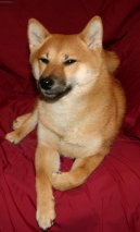 Psí plemena:  > Shiba (Shiba Inu)