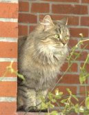 Fotky: Sibisk koka (foto, obrazky)