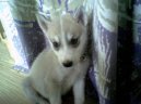 Sibiřský husky