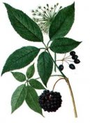 Pokojové rostliny:  > Sibiřský Ženšen (Eleutherococcus senticocus)