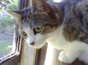 Kočky:  > Singapurská kočka (Singapore Cat)