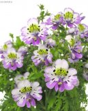 Pokojové rostliny: Jednoleté > Šizantus (Schizanthus)