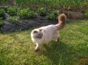 Kočky:  > Skotská klapouchá kočka (Scotish Fold Cat)