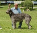 Psí plemena: Chrti > Skotský jelení pes (Scottish Deerhound)