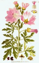 Pokojové rostliny:  > Sléz Přehlížený (Malva neglecta Wallr.)
